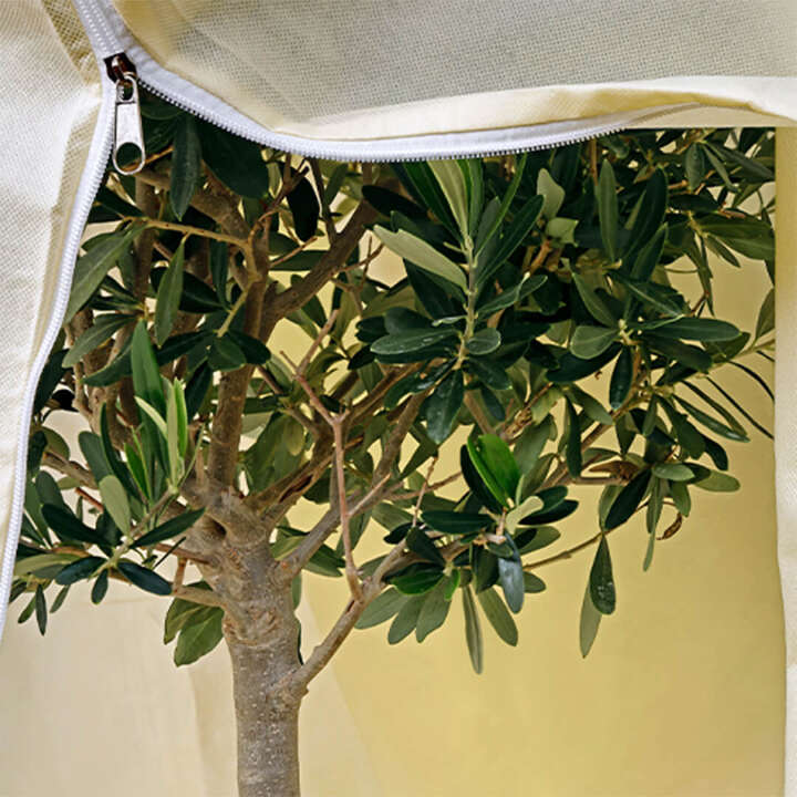 themenwelt Kachel Pflanzen vor dem Frost schuetzen 540x540